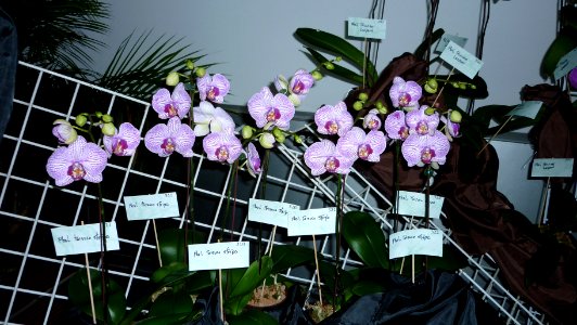Picture Orchidaceae Collection III 07