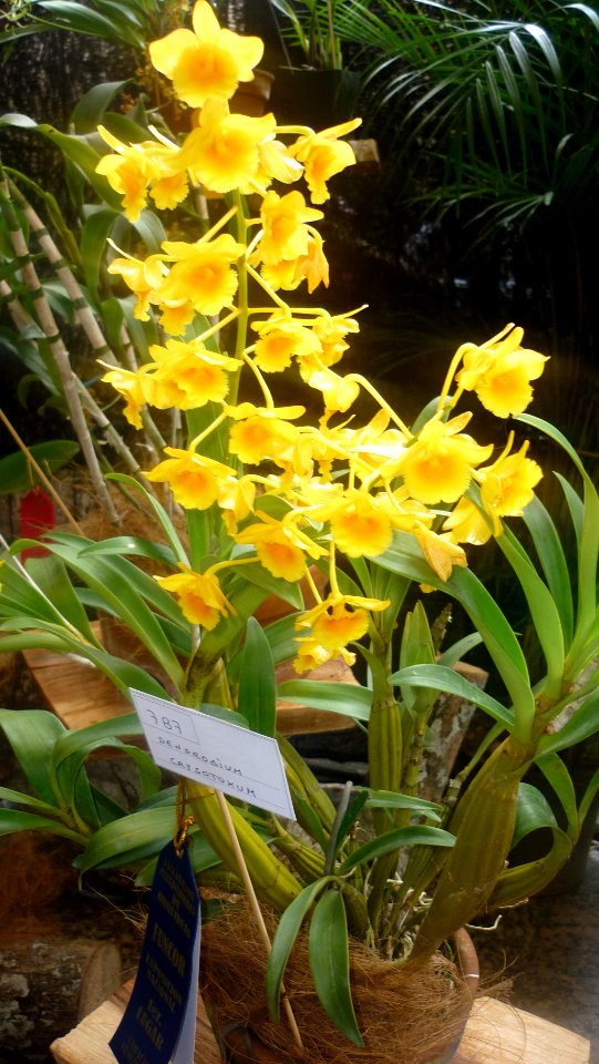 Picture Orchidaceae Collection 13