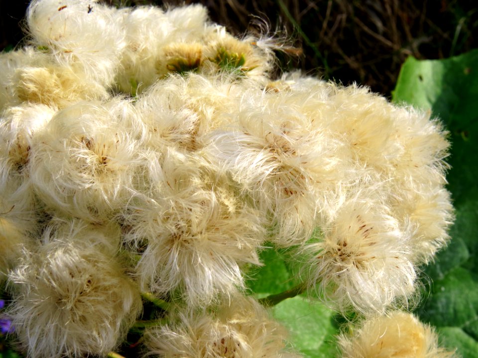 Petasites spurius Zazymya2