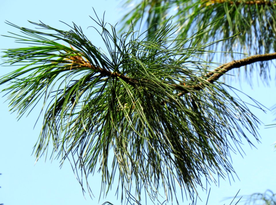 Pinus strobus Syrets3