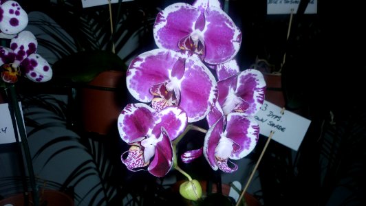 Picture Orchidaceae Collection 40