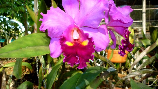 Picture Orchidaceae Collection II 16