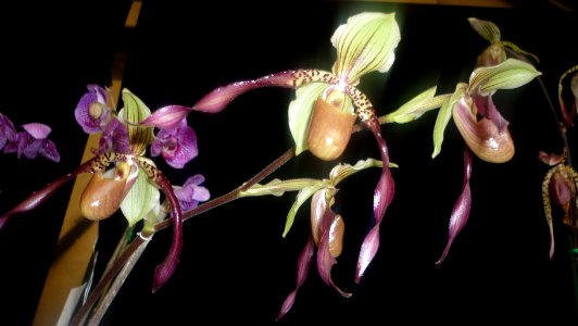 Picture Orchidaceae Collection 04