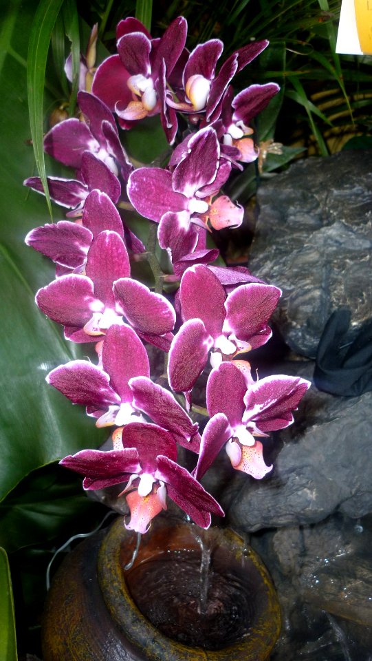Picture Orchidaceae Collection 08