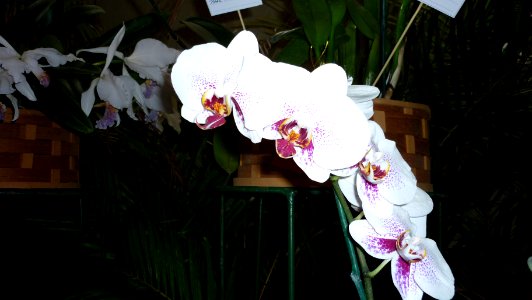 Picture Orchidaceae Collection III 18