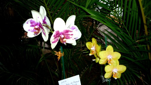 Picture Orchidaceae Collection III 24