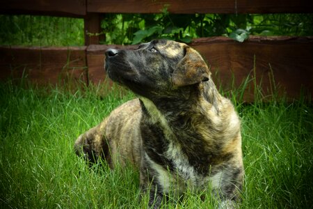 Beautiful dog attention stains