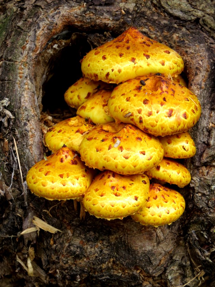 Pholiota aurivella Dubechnya1
