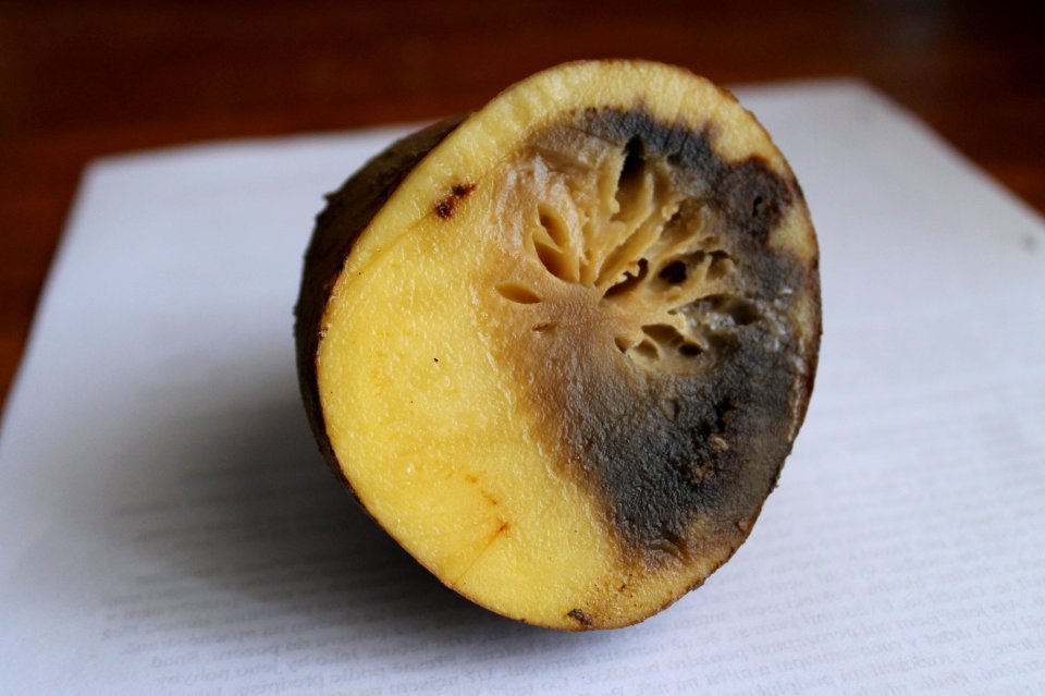 Phytophthora infestans 5610