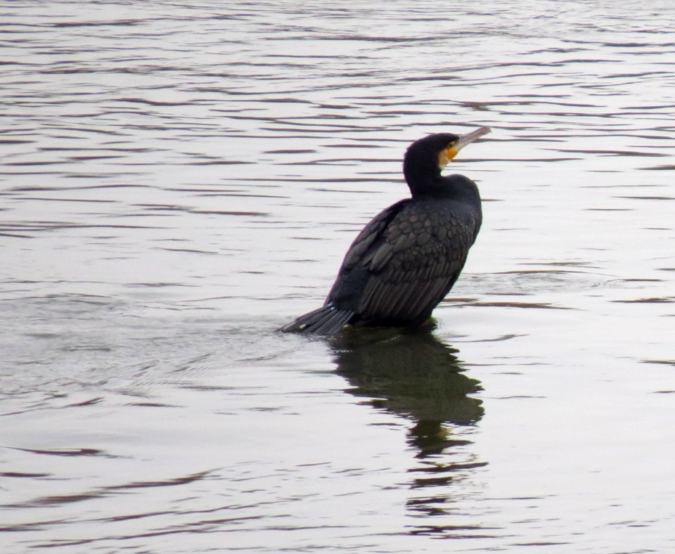 Phalacrocorax carbo Warszawa 03