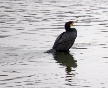 Phalacrocorax carbo Warszawa 03