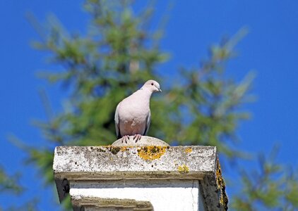 Outdoor dove promenade