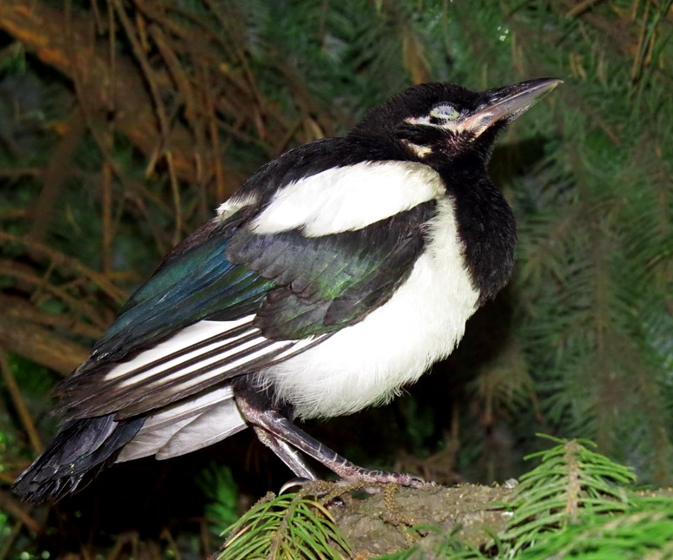 Pica pica fledgling4
