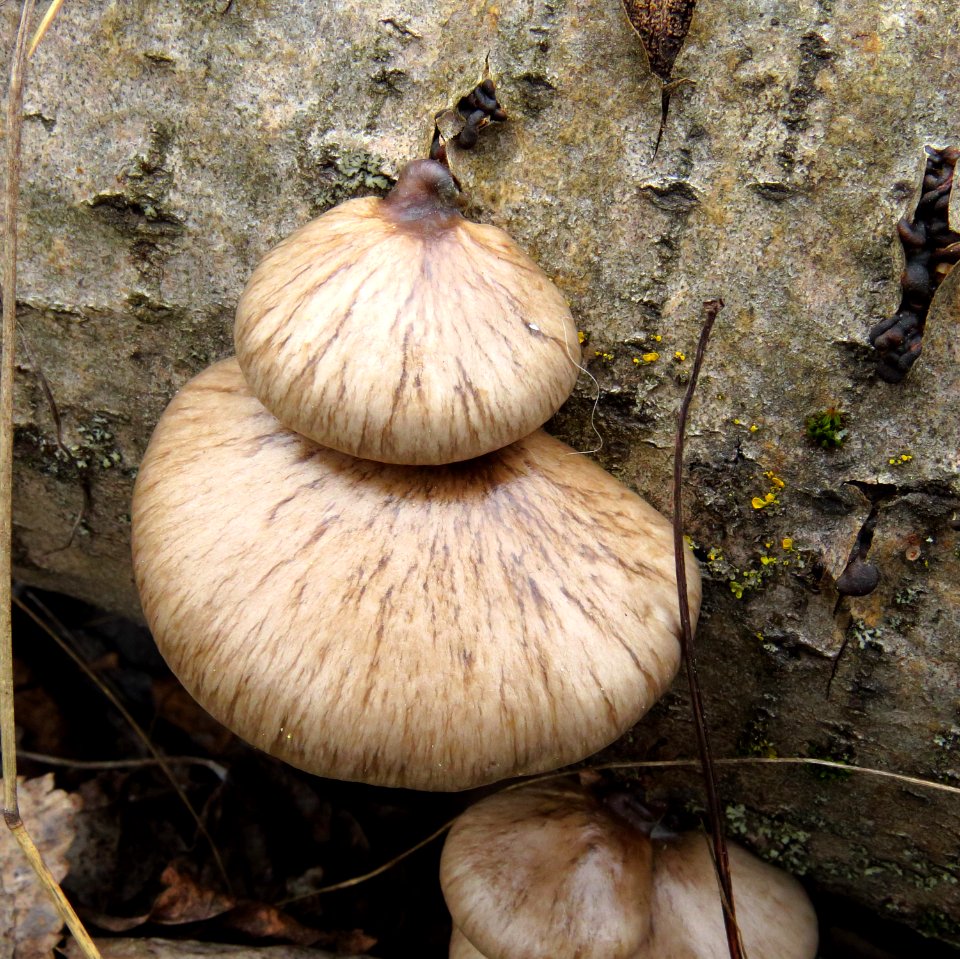 Pleurotus calyptratus Bykivnya3