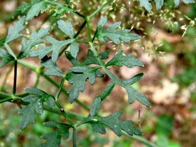 Peucedanum oreoselinum Kiev2