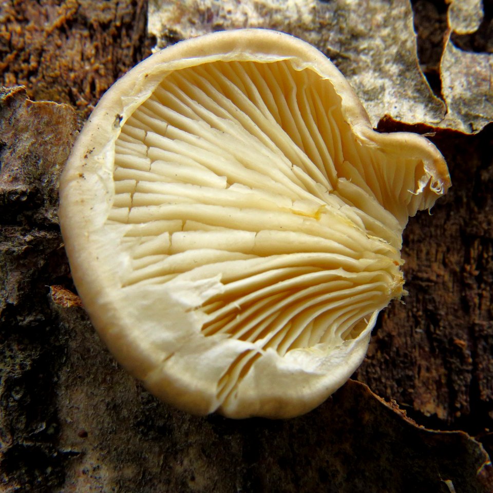 Pleurotus calyptratus Bykivnya4