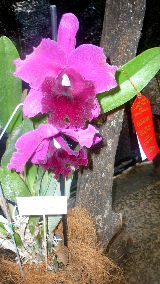 Picture Orchidaceae Collection 12