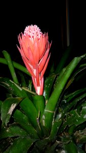 Picture Billbergia pyramidalis Collection III 12