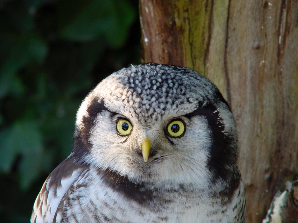 Nature owls animal