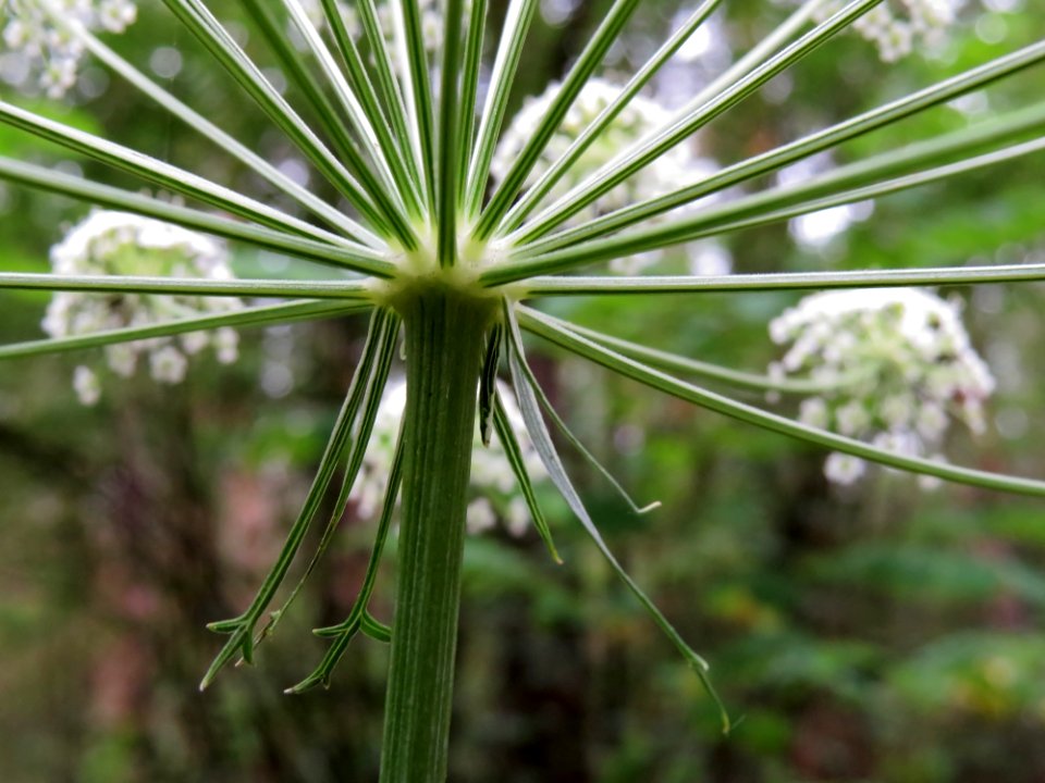 Peucedanum oreoselinum Kiev1