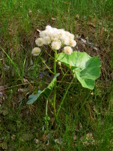 Petasites spurius Zazymya1