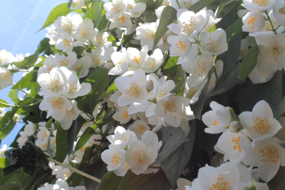 Philadelphus coronarius 15347