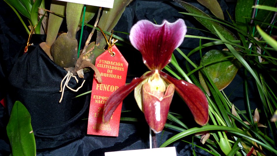 Picture Orchidaceae Collection III 30