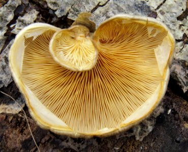 Pleurotus calyptratus Bykivnya6