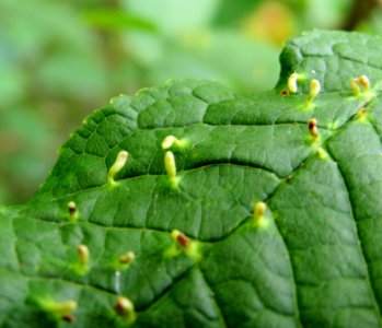 Phyllocoptes eupadi galls Kiev1