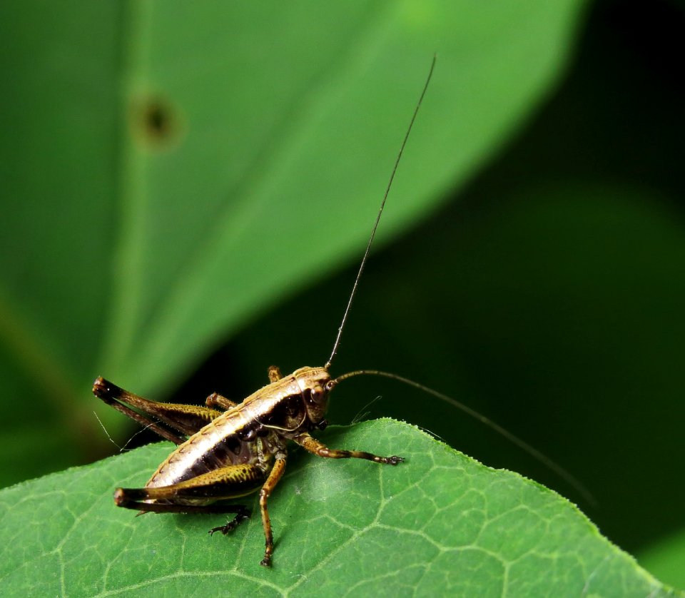 Pholidoptera Kiev1