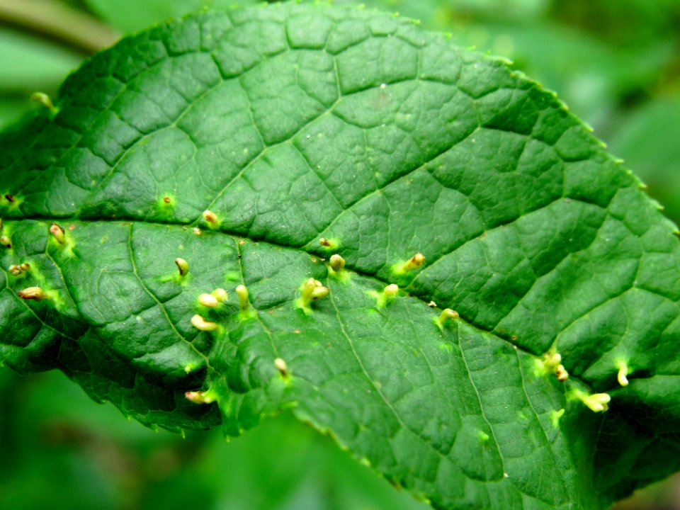 Phyllocoptes eupadi galls Kiev3