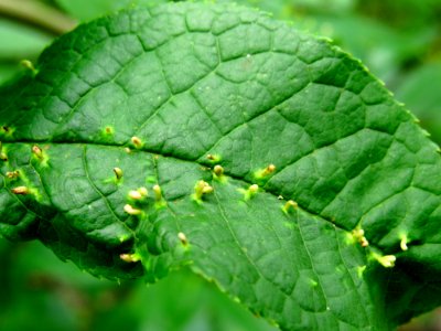 Phyllocoptes eupadi galls Kiev3