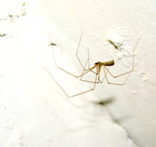 Pholcus phalangioides Kiev