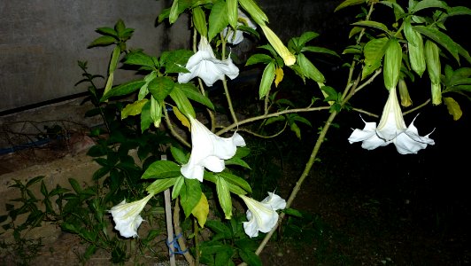 Picture Brugmansia Collection IV 08