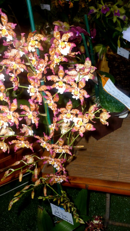 Picture Orchidaceae Collection 02