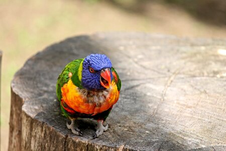 Bird sit tree stump photo