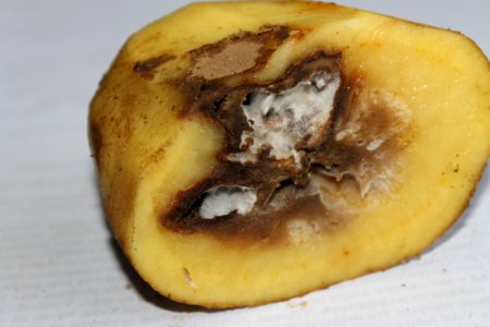 Phytophthora infestans 5619