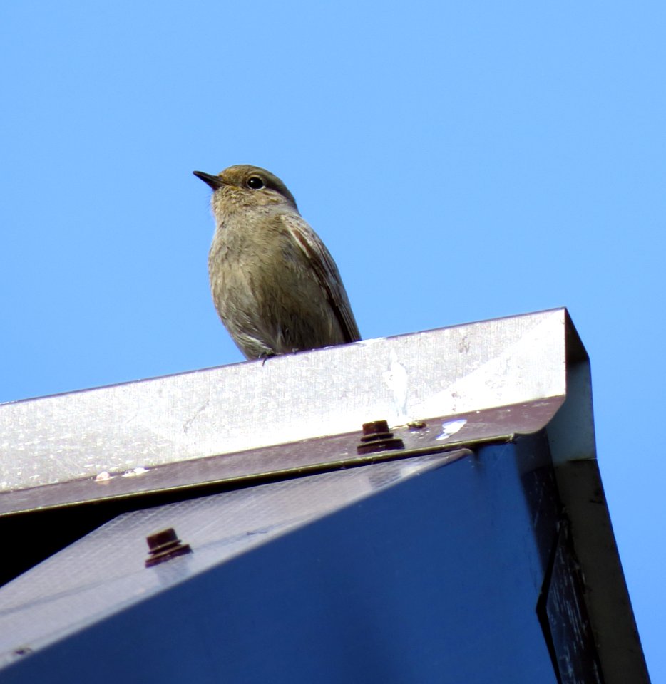 Phoenicurus ochruros, Moshchun, Ukraine
