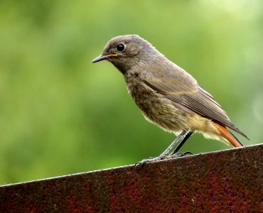 Phoenicurus ochruros juvenile, Kiev photo