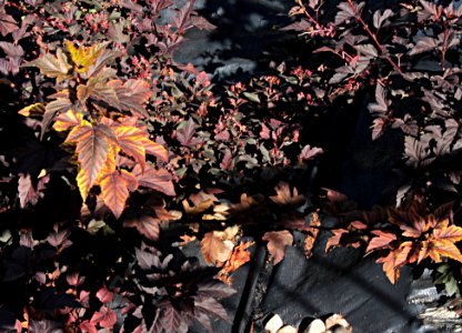 Physocarpus teplo sucho slunce