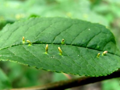 Phyllocoptes eupadi galls Kiev2