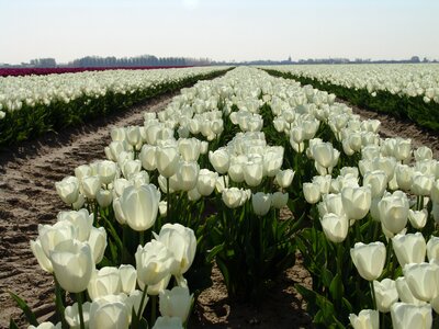 Netherlands tulips flowers photo