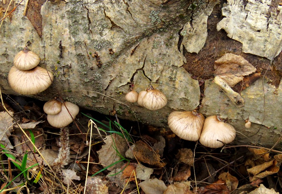 Pleurotus calyptratus Bykivnya2