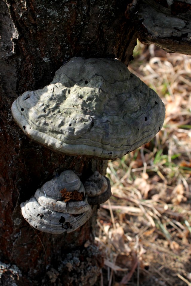 Piptoporus betulinus 5529