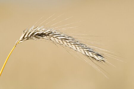 Cereal agriculture crop