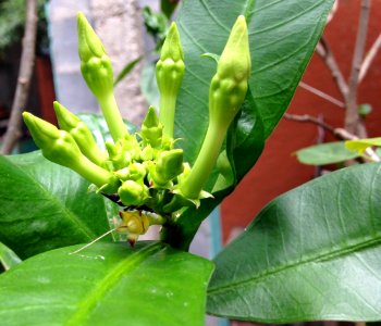 Planta coffea arabiga