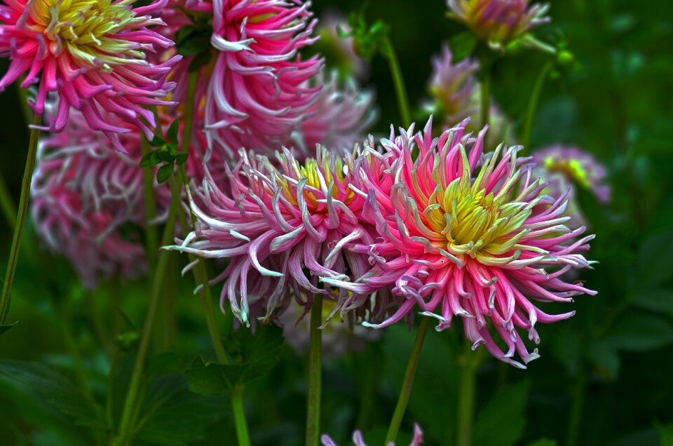 Bloom close up hdr