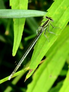 Platycnemis pennipes13 photo