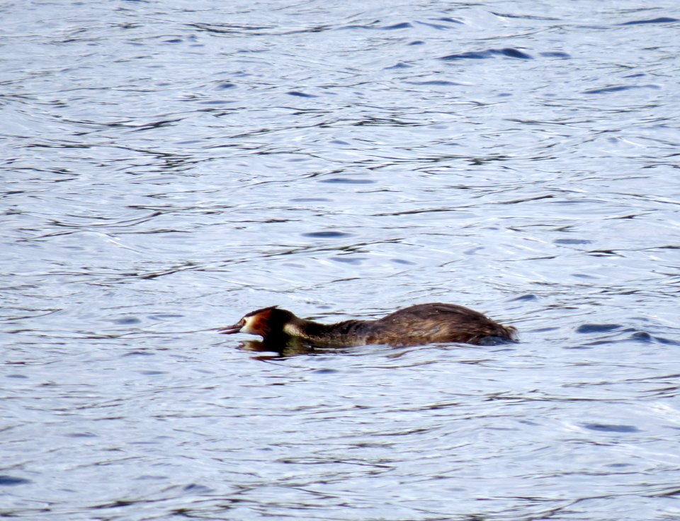 Podiceps cristatus Kiev1
