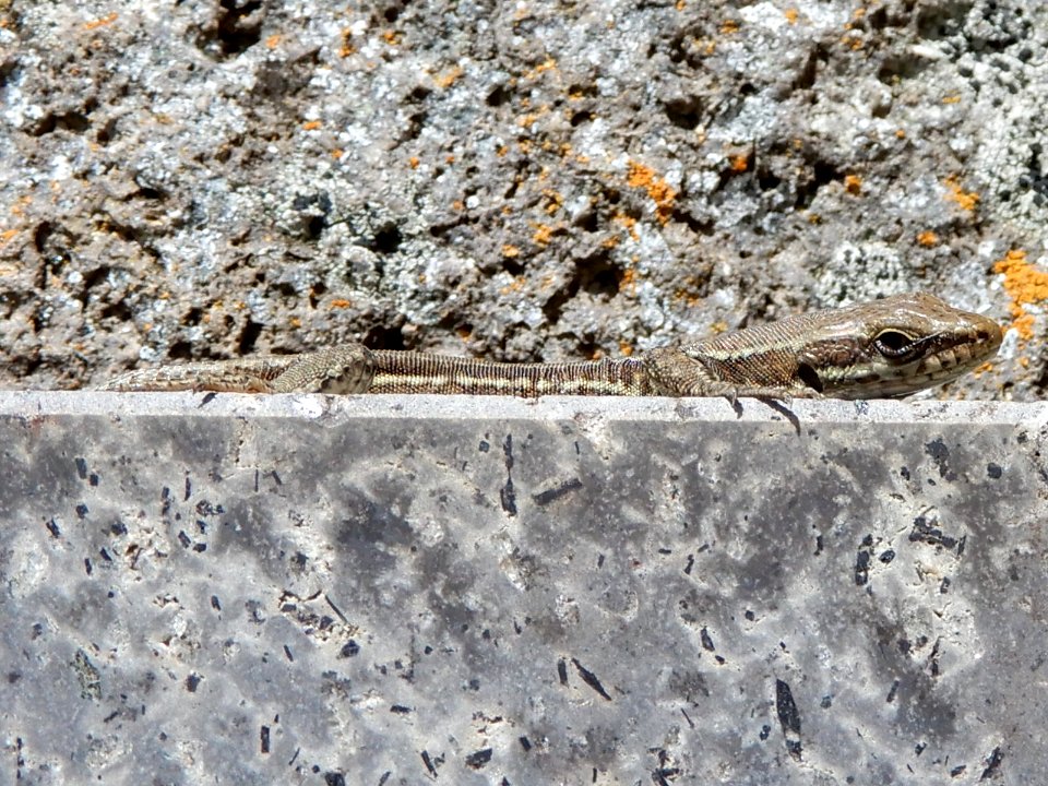 Podarcis muralis - Lézard des murailles